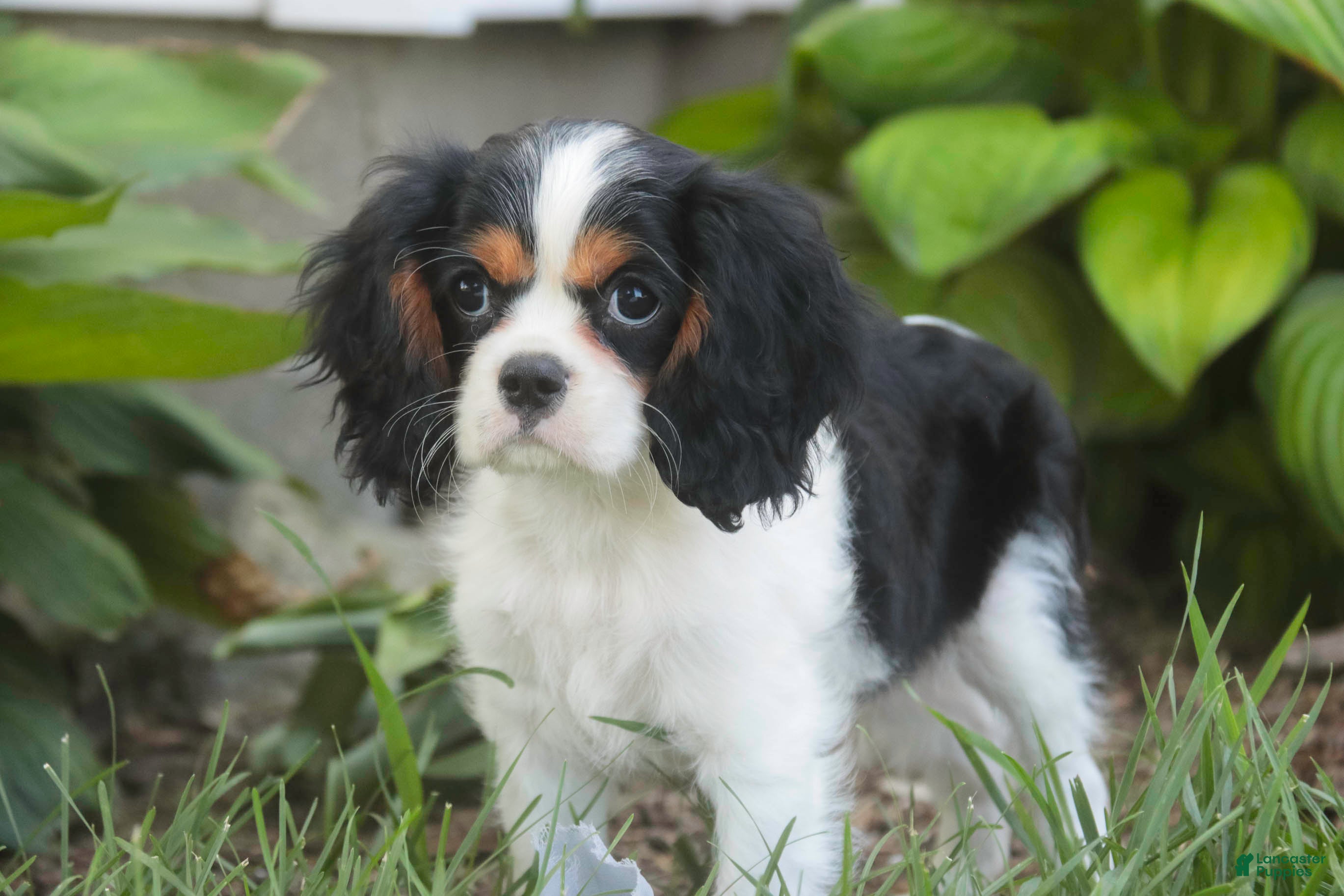 Cavalier King Charles Spaniel dogs Percy Cavalier King Charles Spaniel  - Ad 2