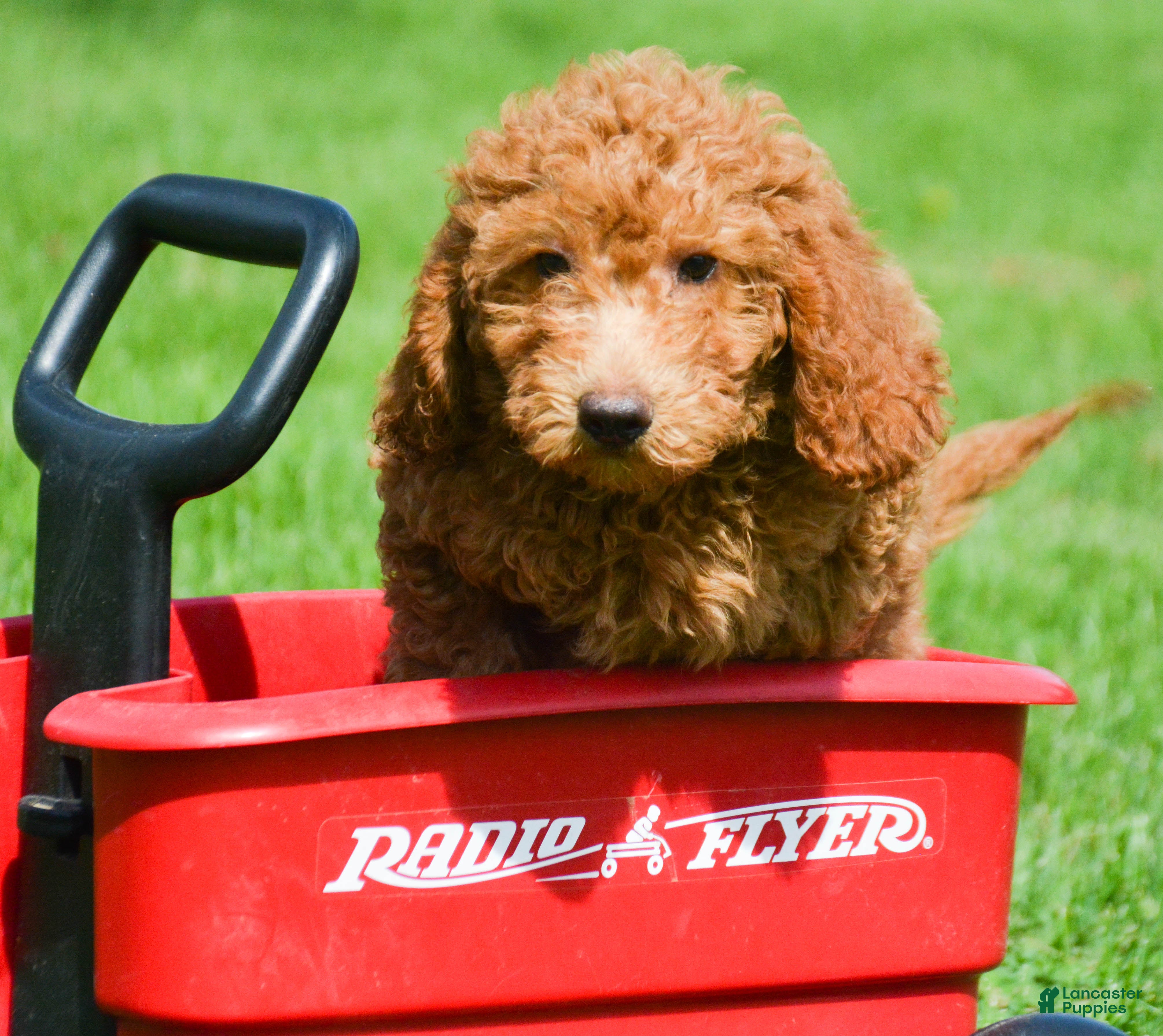 Mini Goldendoodle dogs Duncan Mini Goldendoodle 1 - Ad 1
