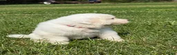 Great Pyrenees dogs for sale: Mrs Pink - Ad 10