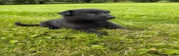 German Shepherd dogs for sale: All black female  - Ad 2