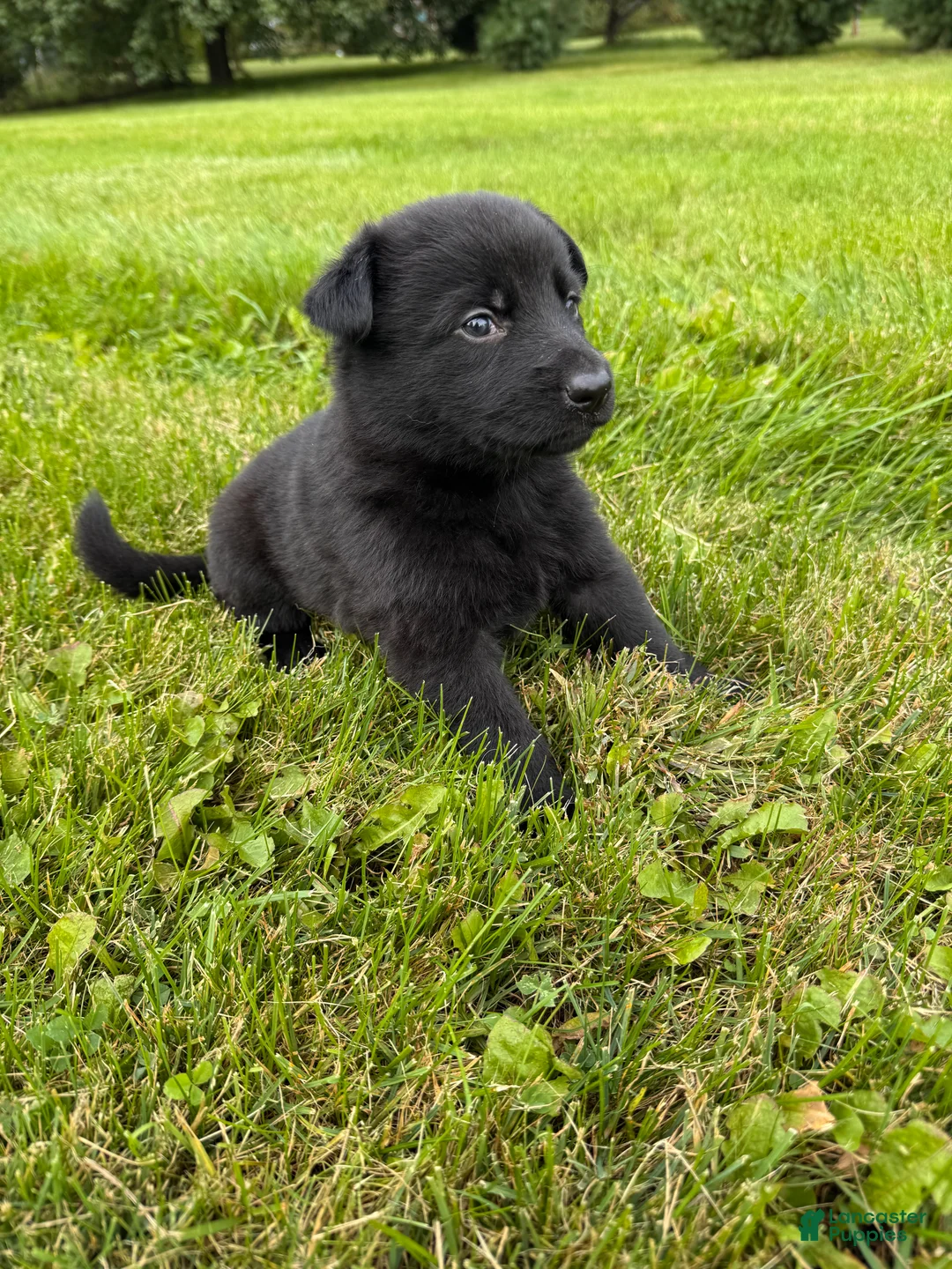German Shepherd dogs for sale: All black female  - Ad 2