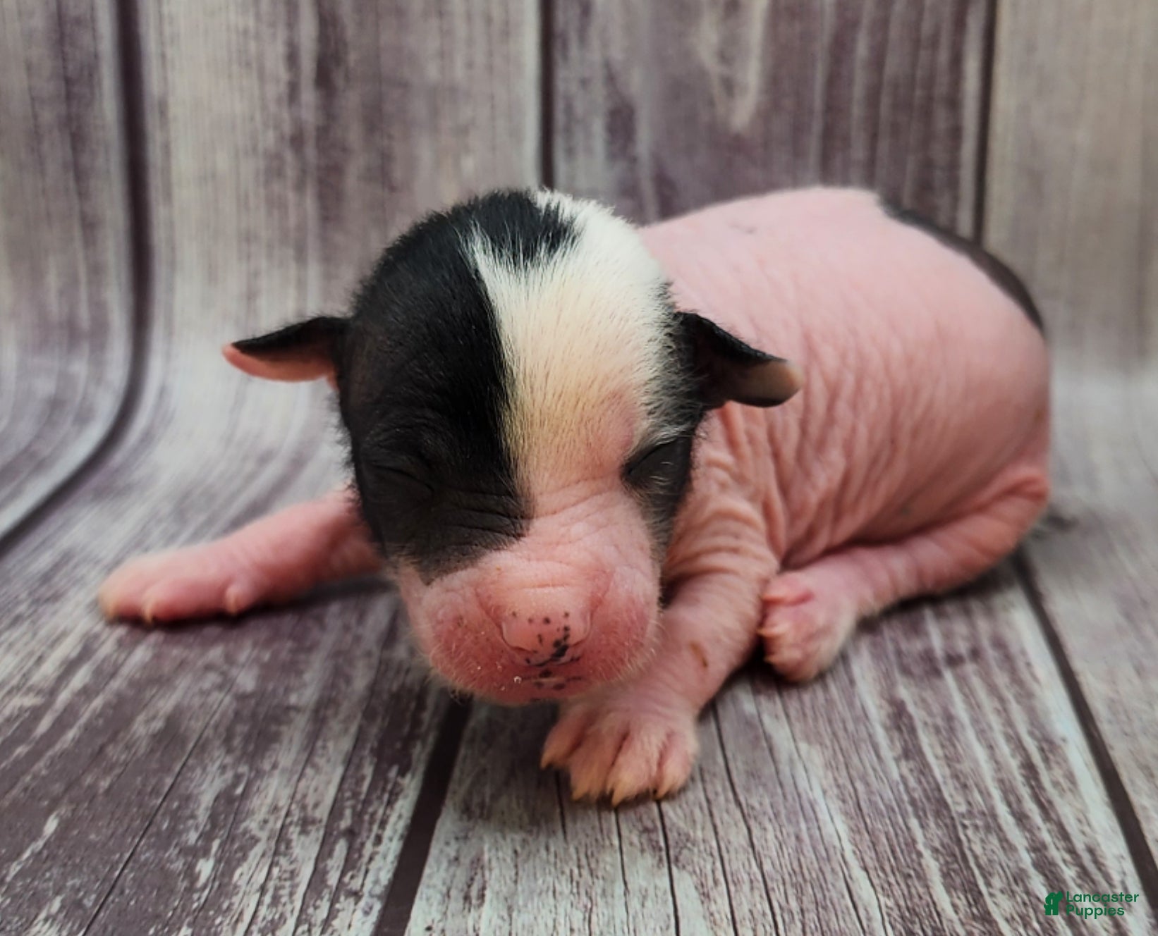 Mixed Breed dogs Bessie - Ad 3