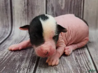 Mixed Breed dogs Bessie - Ad 10