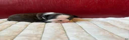 Boston Terrier dogs for sale: TiggerBoston Terrier 2 - Ad 9