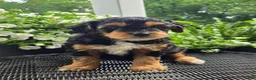 Mini Goldendoodle dogs for sale: Poppy - Ad 1