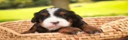 Bernedoodle dogs for sale: Sumit Miniature Bernedoodle  - Ad 7