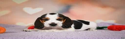 Beagle dogs for sale: OTIS - Ad 3