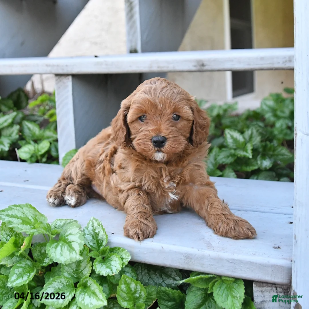 Cavapoo dogs for sale: Princess - Ad 2