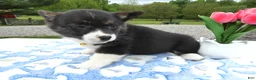 Welsh Corgi Pembroke dogs for sale: Welsh Corgi Pembroke Puppy 3 Ireland - Ad 2