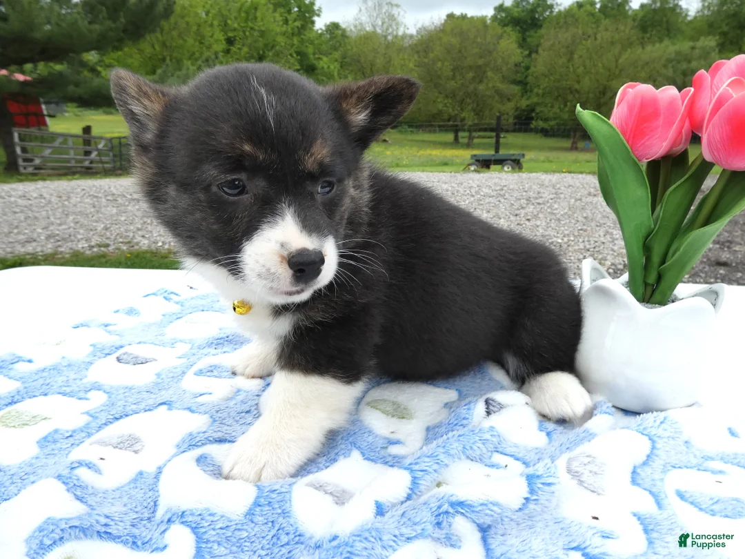 Welsh Corgi Pembroke dogs for sale: Welsh Corgi Pembroke Puppy 3 Ireland - Ad 2