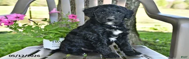 Cooper