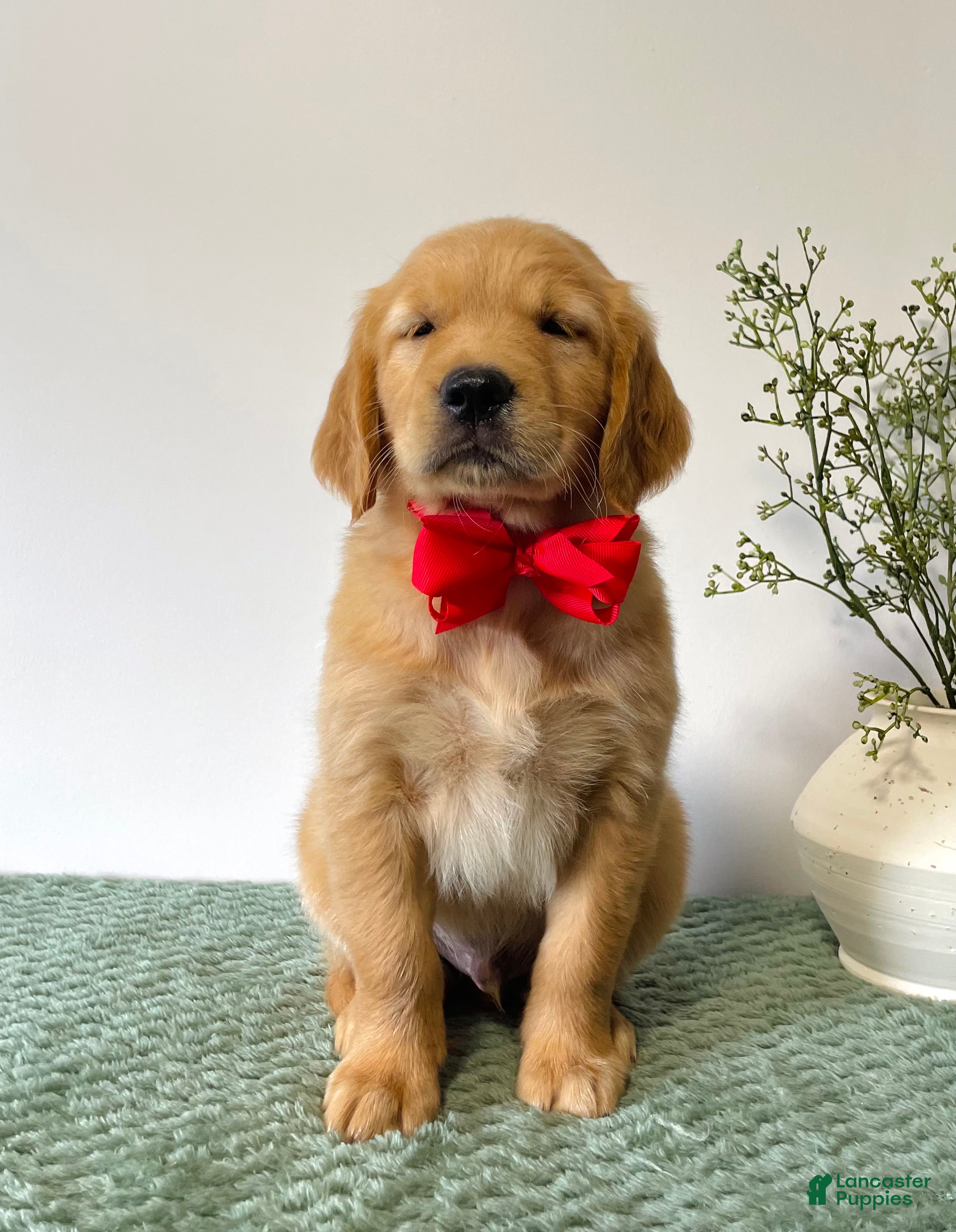 Golden Retriever dogs Cooper - Ad 2