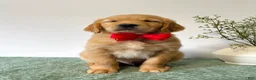 Golden Retriever dogs for sale: Cooper - Ad 2