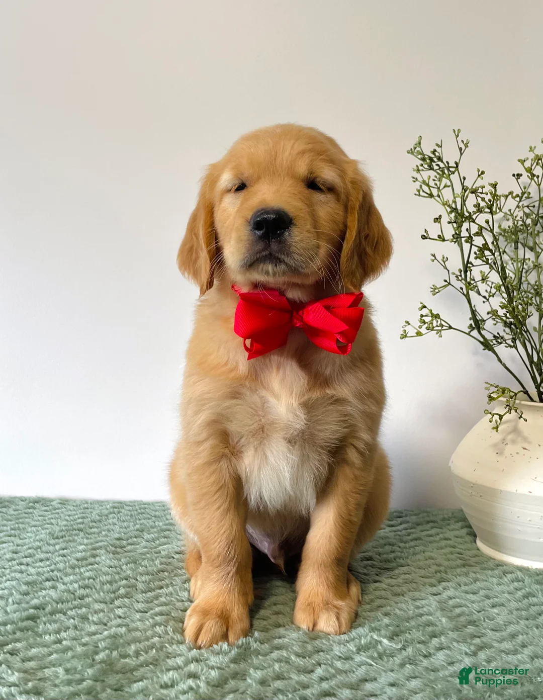 Golden Retriever dogs for sale: Cooper - Ad 2
