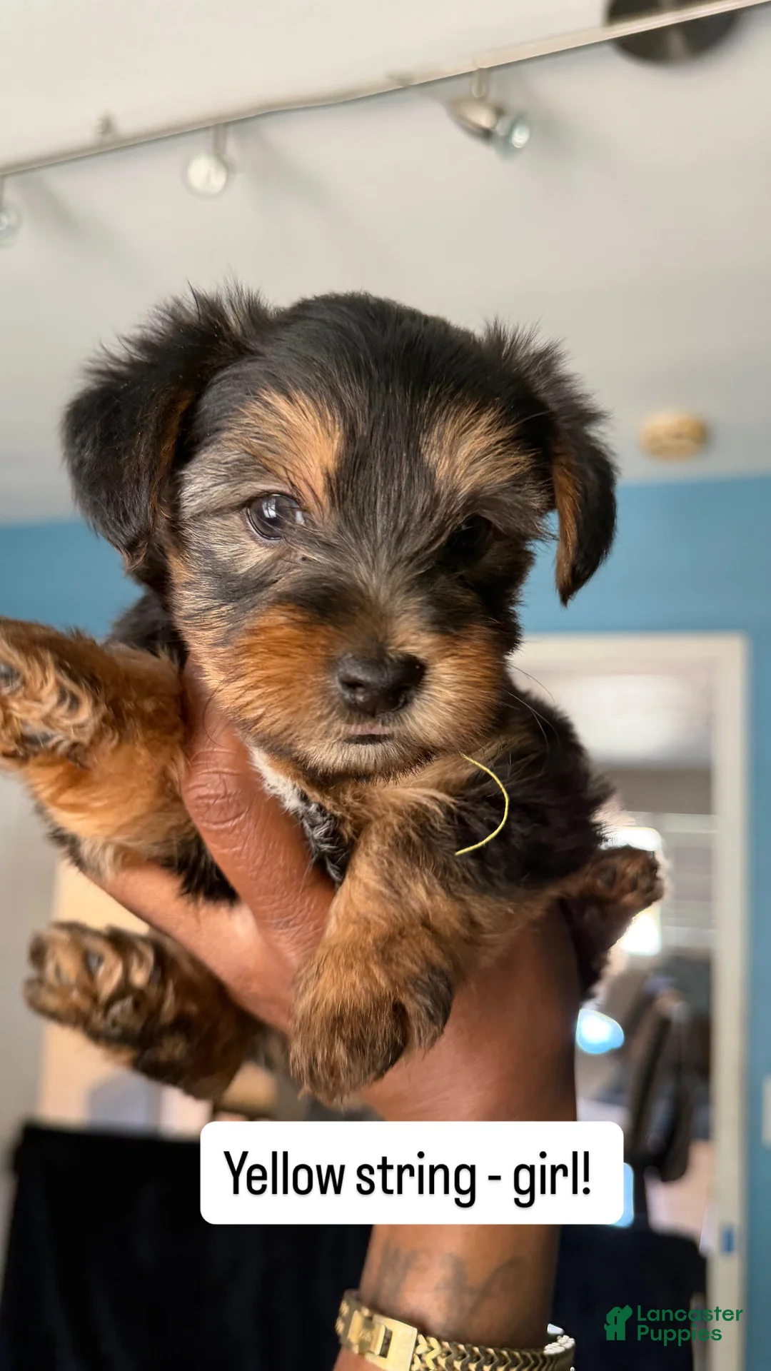 Yorkshire Terrier dogs for sale: Yorkshire Terrier Puppy 2 - Ad 1