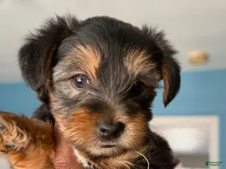 Yorkshire Terrier dogs Yorkshire Terrier Puppy 2 - Ad 13