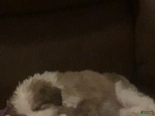 Mixed Breed dogs for sale: Hazel - Ad 1