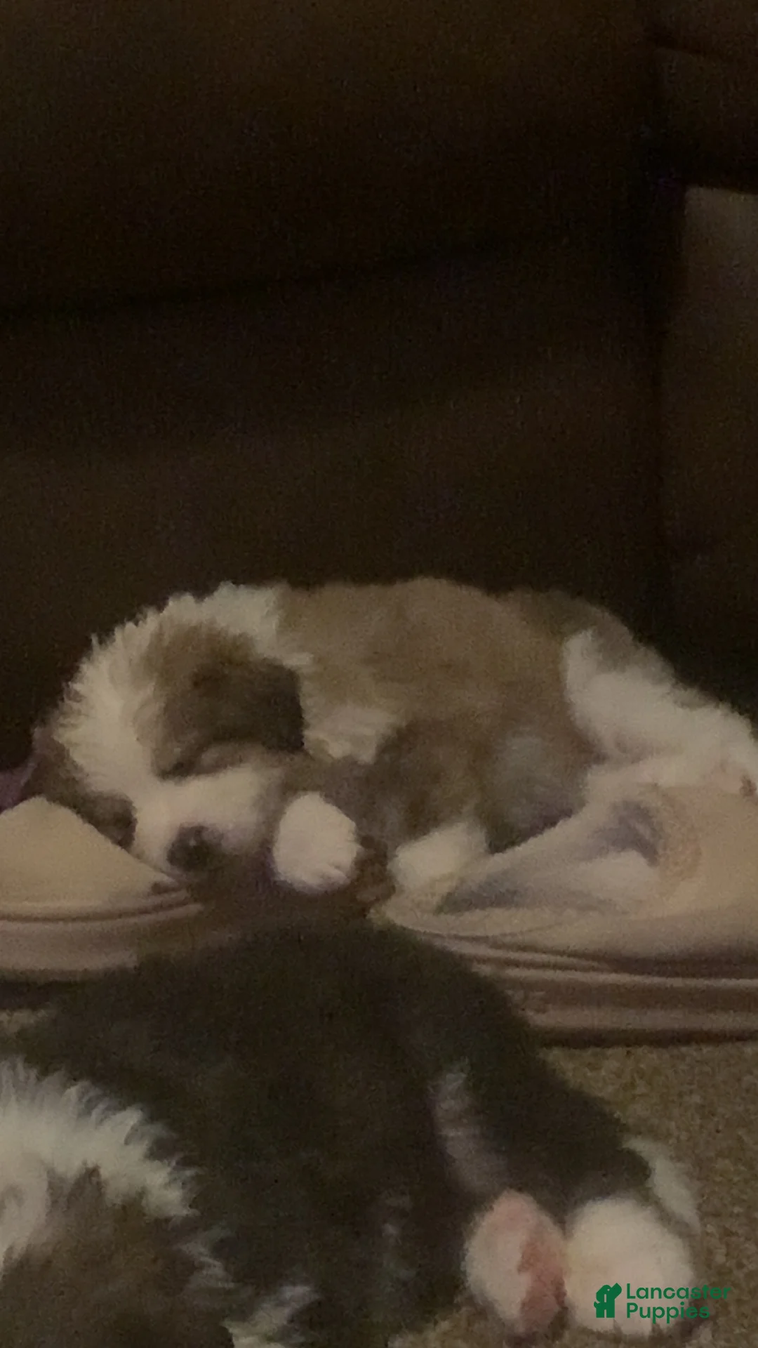 Mixed Breed dogs for sale: Hazel  - Ad 1