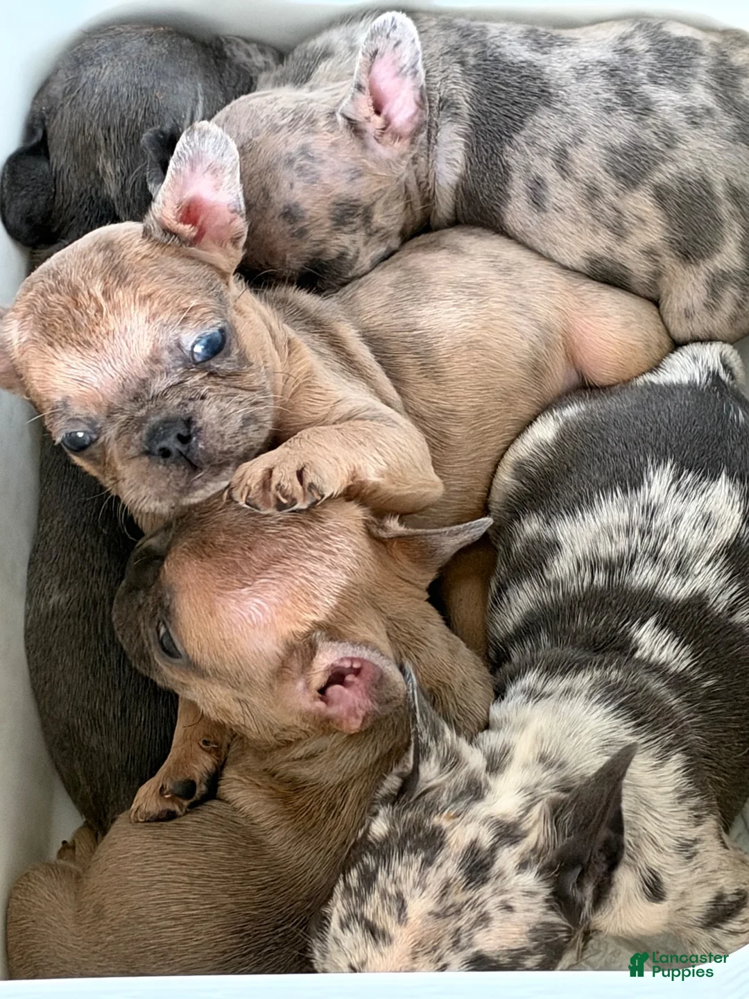 French Bulldog dogs for sale: French Bulldog 1 - Ad 8