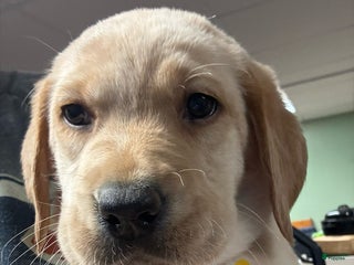 Labrador Retriever dogs Yellow collar female - Ad 20