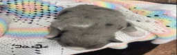 Pomsky dogs for sale: Jack  - Ad 5