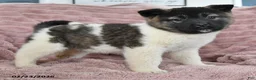 Akita dogs for sale: Flash - Ad 3