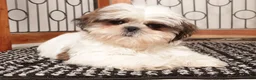 Shih Tzu dogs for sale: Pancake - Ad 3
