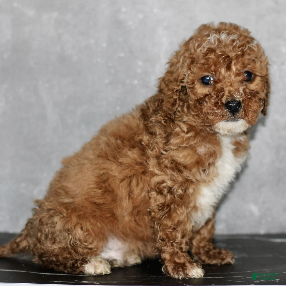 Miniature Poodle dogs for sale: Kyle  - Ad 2