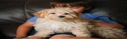 Maltipoo dogs for sale: Jackson - Ad 7