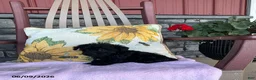 Yorkiepoo dogs for sale: Bonnie - Ad 13