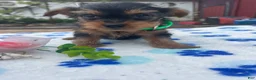 Yorkshire Terrier dogs for sale: Queen - Ad 1