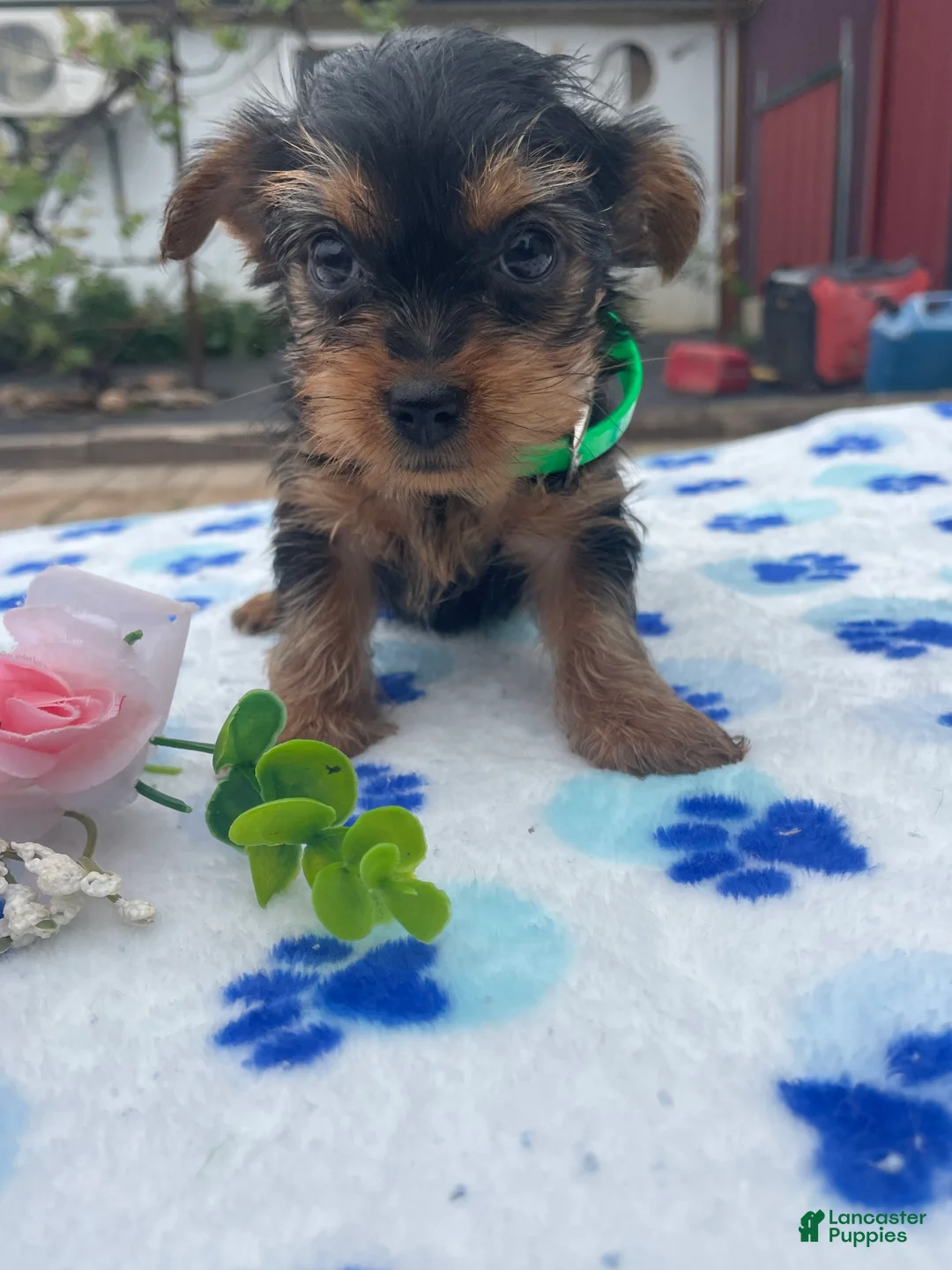 Yorkshire Terrier dogs for sale: Queen - Ad 1