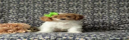 Cavapoo dogs for sale: Susanna - Ad 2