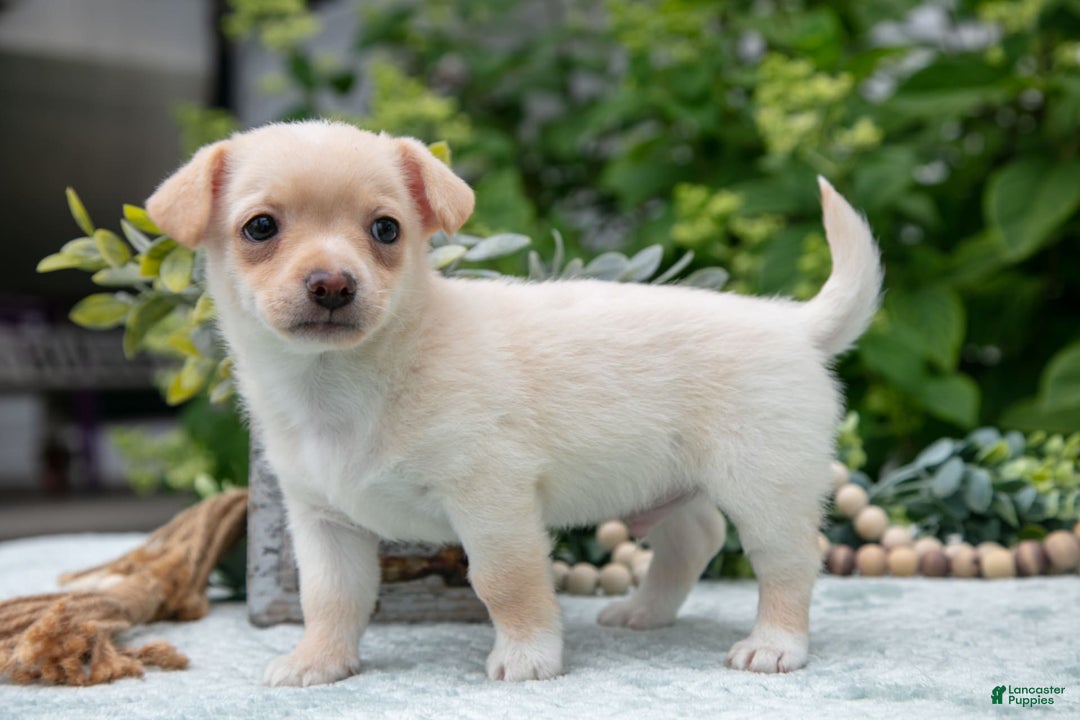Chihuahua dogs for sale: Butterscotch - Ad 1