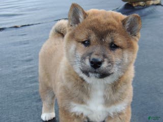 Shiba Inu dogs RYDER - Ad 14