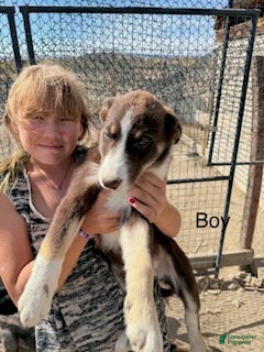 Mixed Breed dogs for sale: Boy 1  - Ad 23