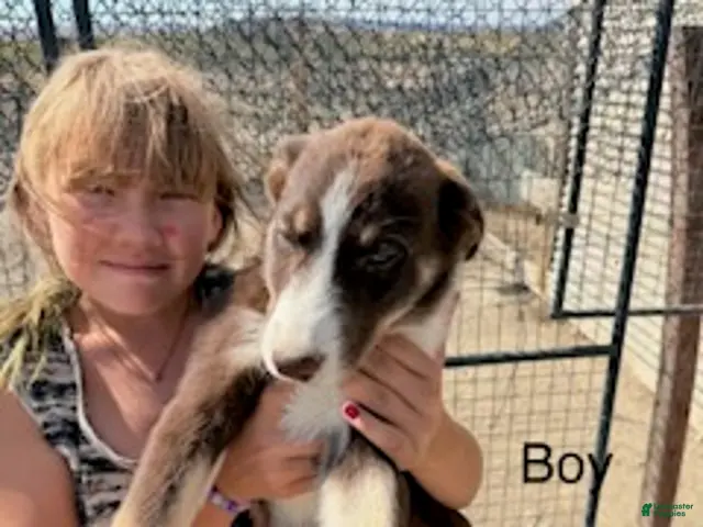 Mixed Breed dogs for sale: Boy 1 - Ad 23