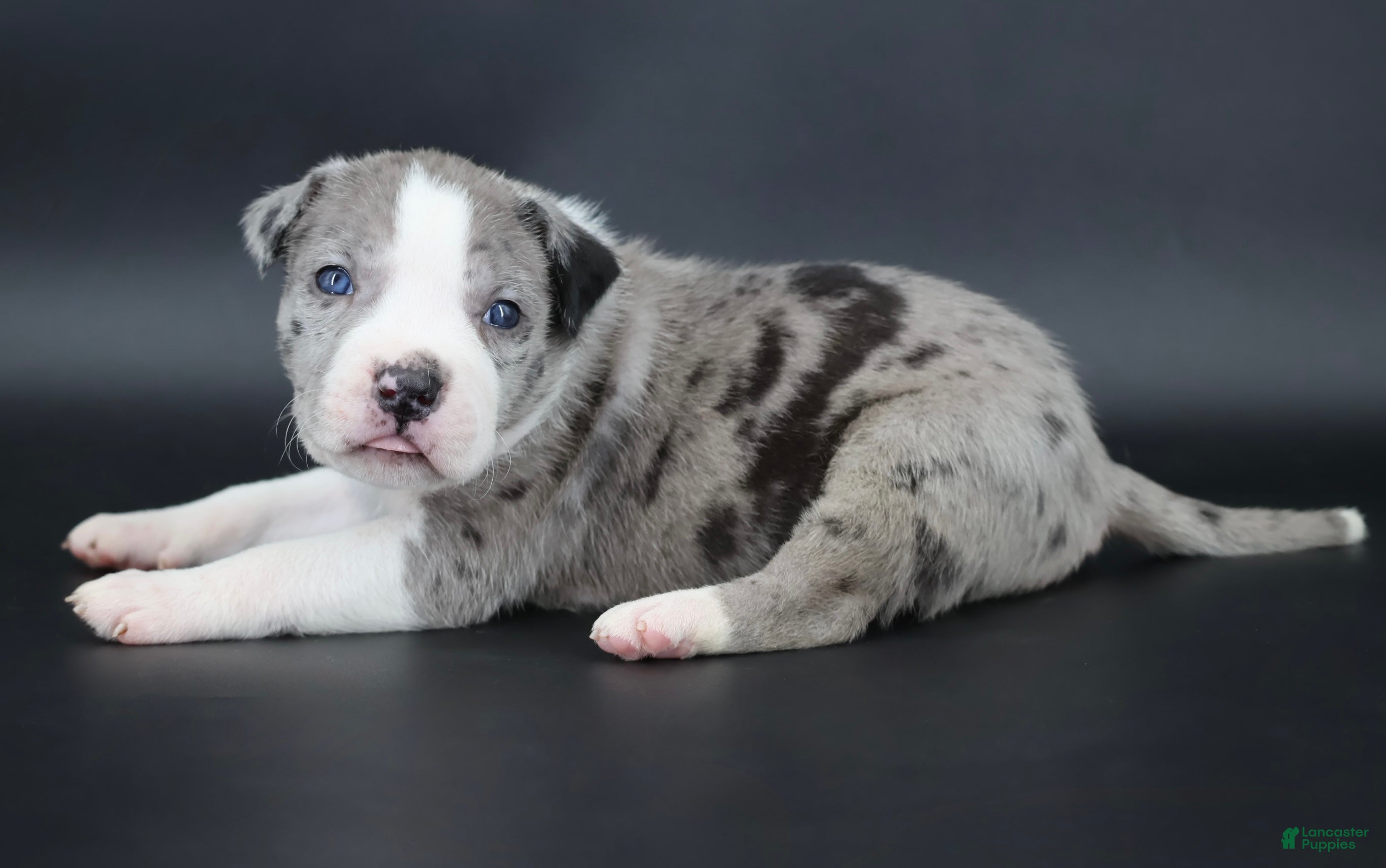 American Bully dogs Marshal - Ad 1