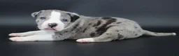 American Bully dogs for sale: Empress - Ad 5