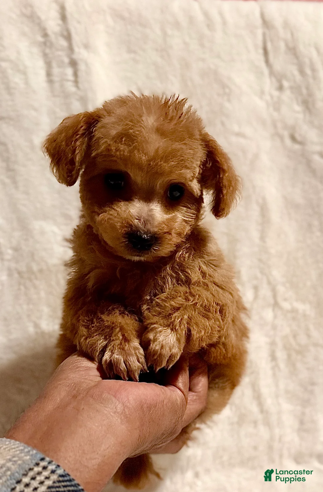Toy Poodle dogs for sale: Junior - Ad 10