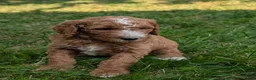 Goldendoodle dogs for sale: Suzy - Ad 3