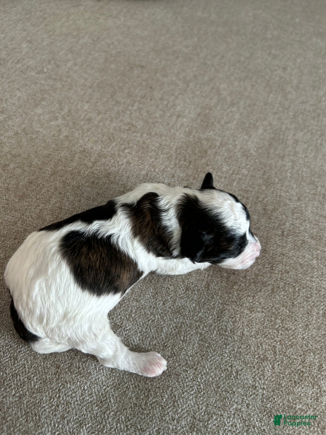 Toy Poodle dogs for sale: Toy Poodle Puppy 1 - Ad 6