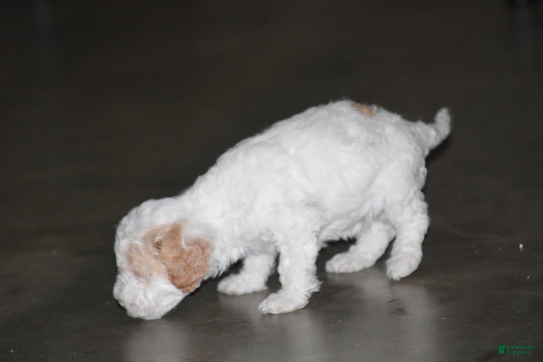 Cavapoo dogs for sale: Darla (Special Needs) - Ad 10