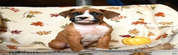 Boxer dogs for sale: Bambi - Ad 9