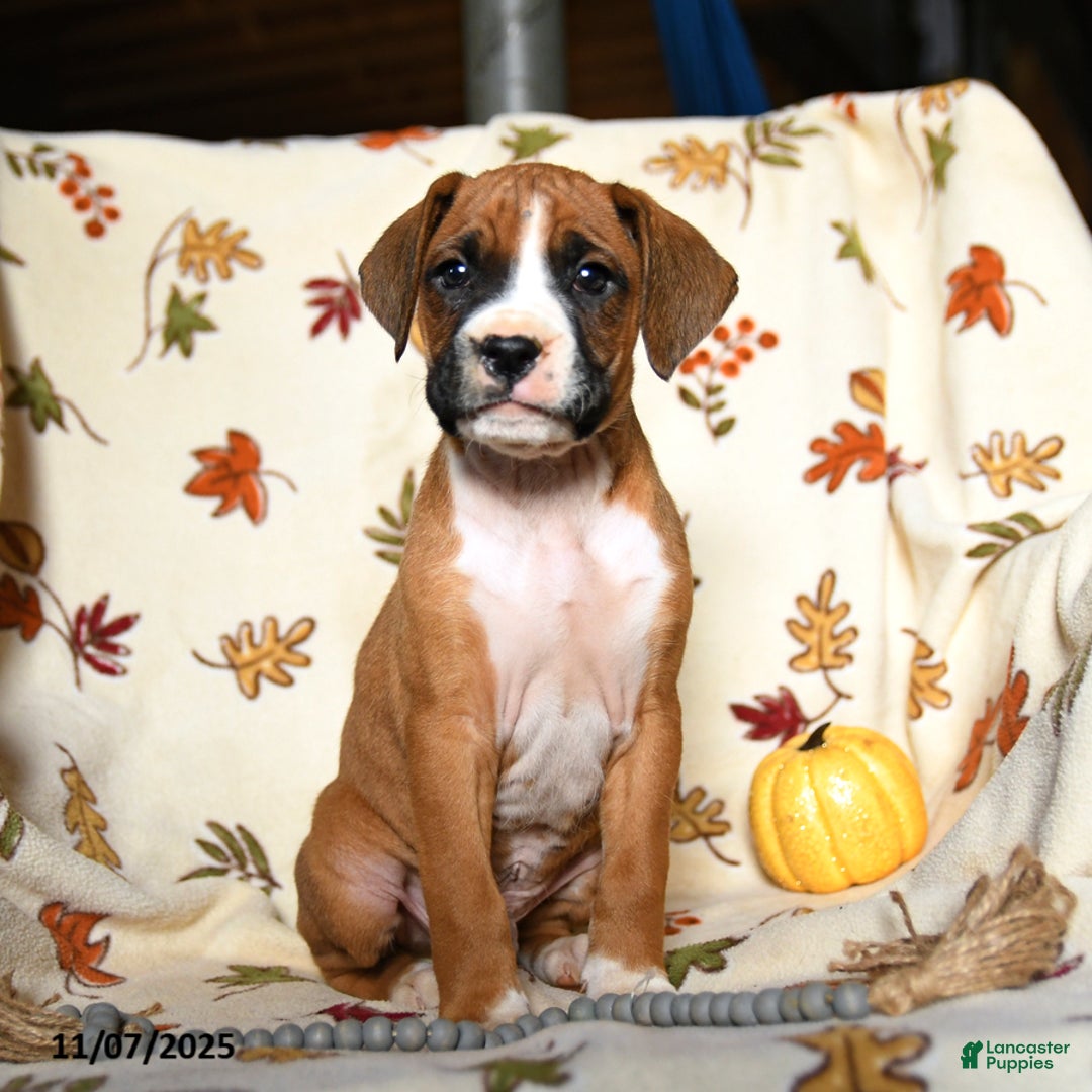 Boxer dogs for sale: Bambi - Ad 9