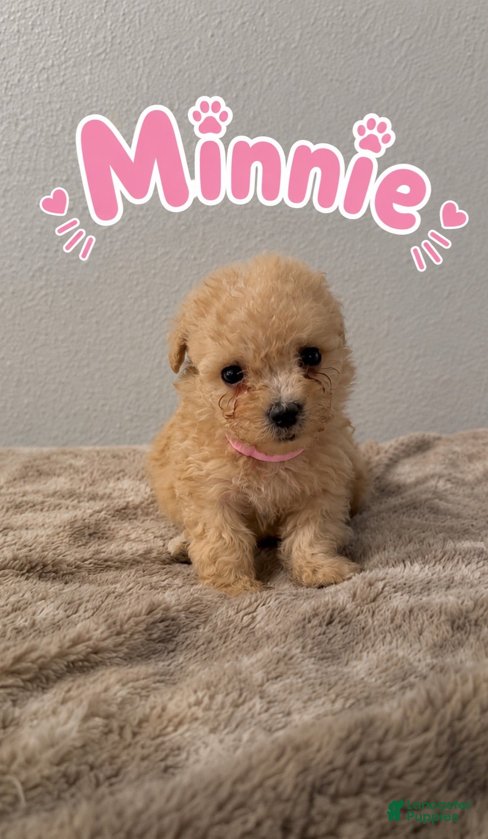 Miniature Poodle dogs Miniature Poodle 6 - Ad 1