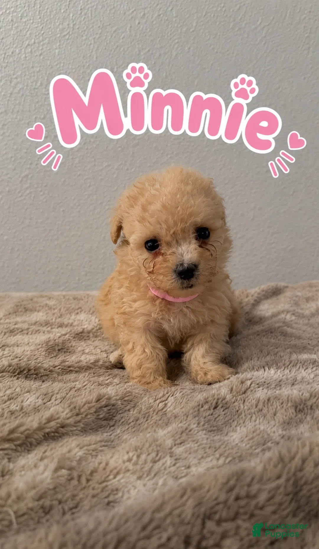 Miniature Poodle dogs for sale: Miniature Poodle 6 - Ad 1