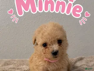 Miniature Poodle dogs for sale: Miniature Poodle 6 - Ad 2