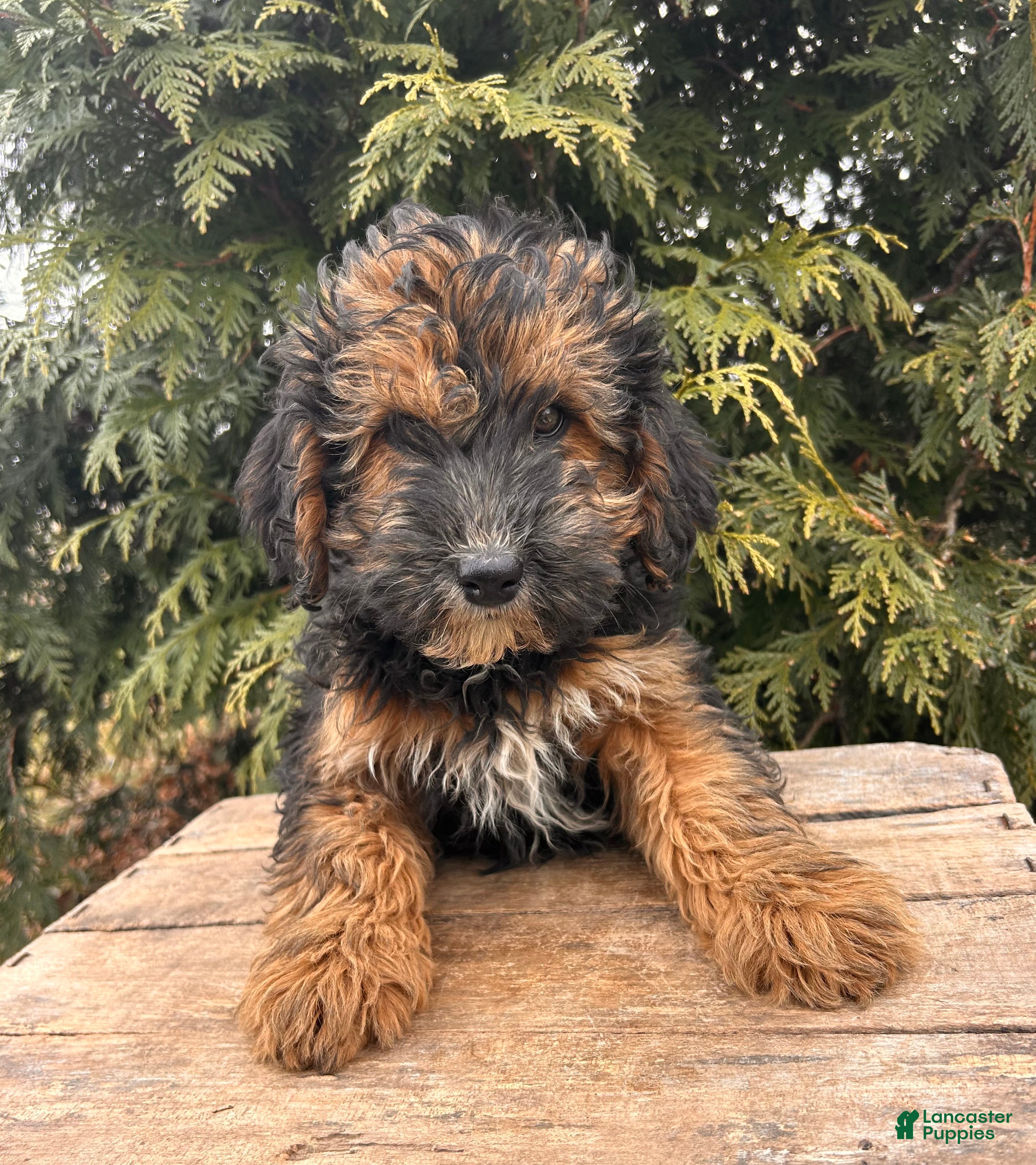 Whoodle dogs Wren - Ad 1