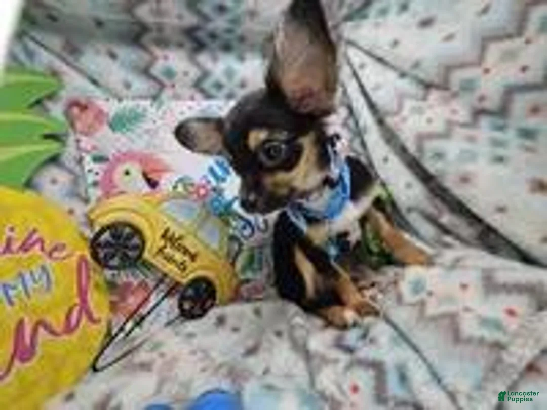 Chihuahua dogs for sale: Foxx LH Tri-Color - Ad 5